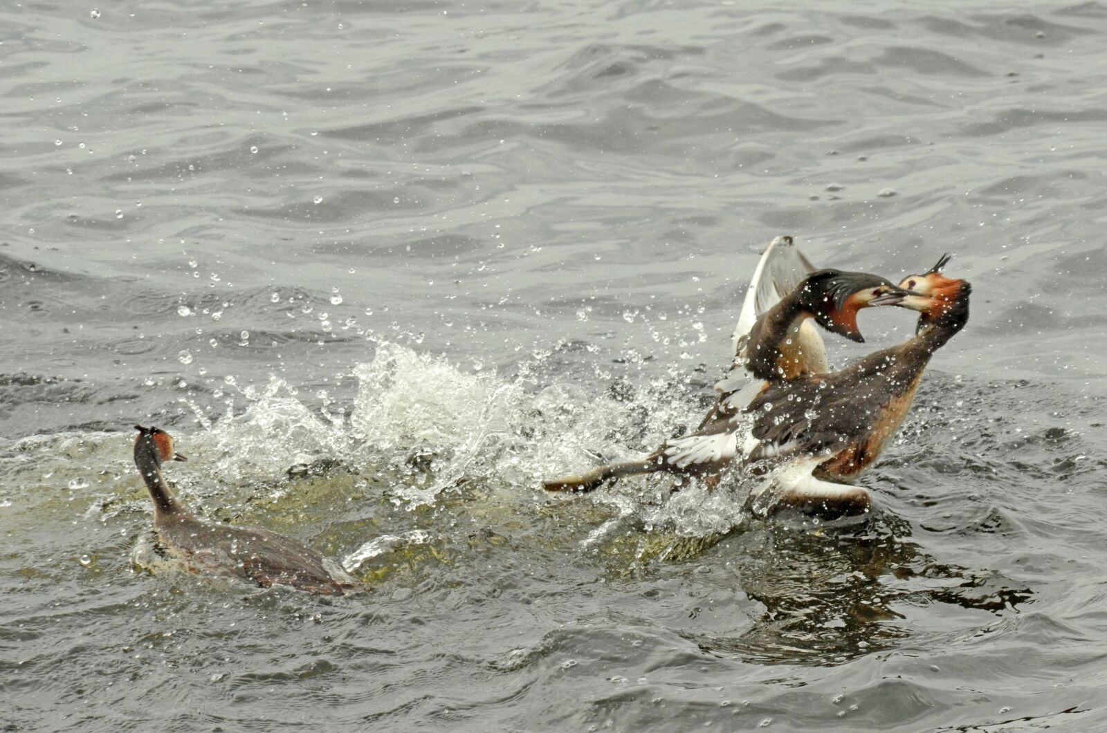 Nikon D7000 sample photo. Grebe, bird, waterfowl photography