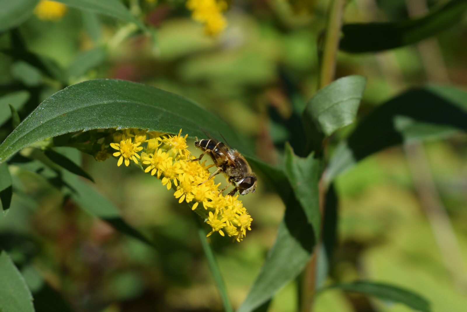 Nikon D3300 sample photo. Hoverfly, yellow, summer photography