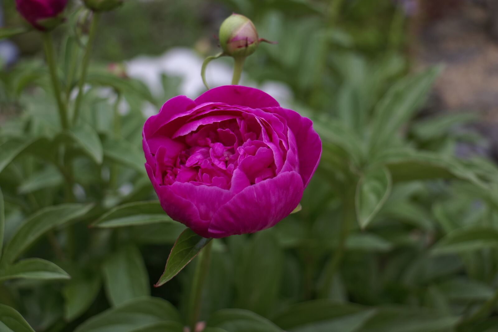 Canon EOS 70D sample photo. Flowers, garden, summer flowers photography