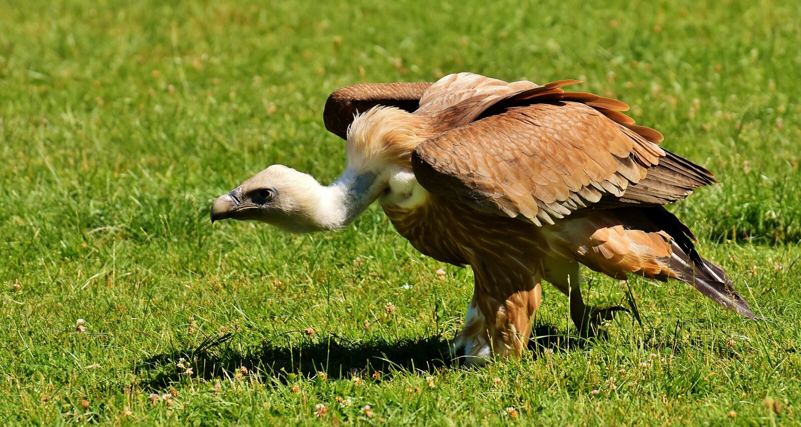 Nikon D7200 sample photo. Vulture, bird of prey photography