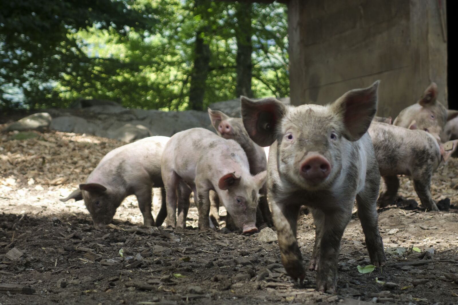 Sony Cyber-shot DSC-RX100 II sample photo. Pig, domestic pig, suckle photography