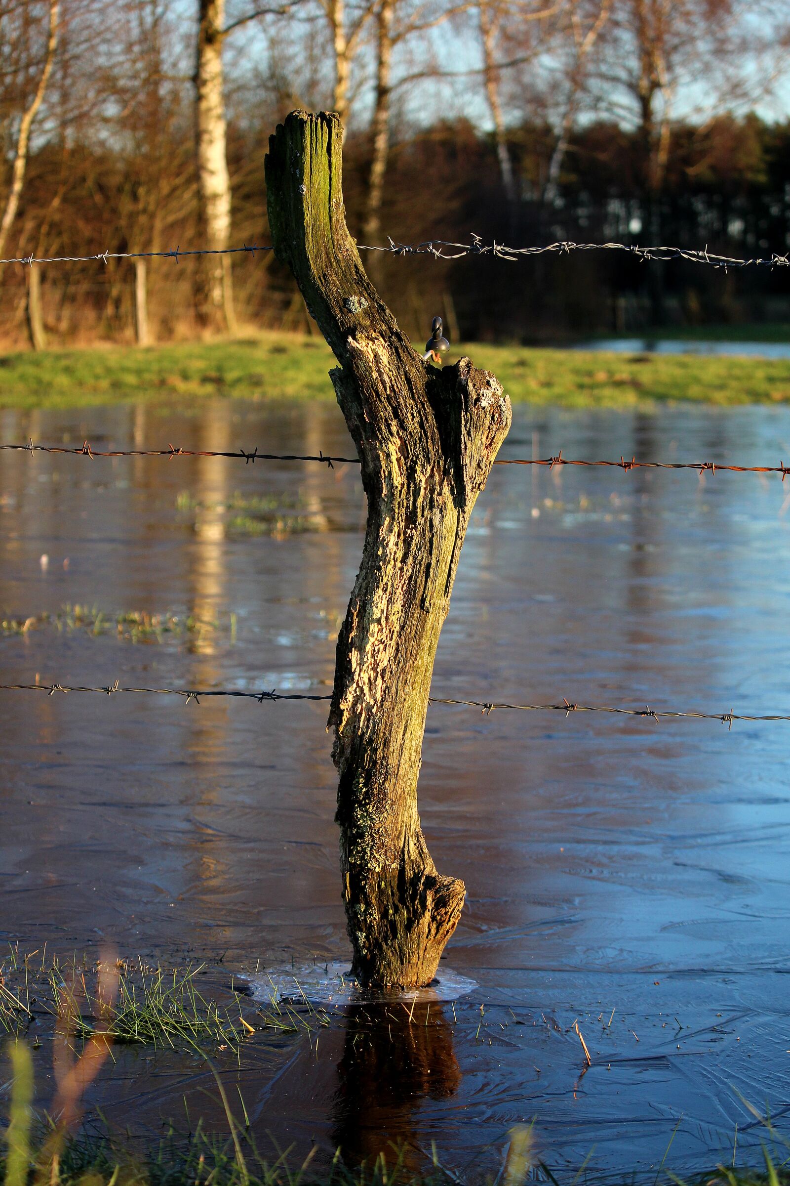 Canon EF-S 55-250mm F4-5.6 IS STM sample photo. Waters, nature, reflection photography