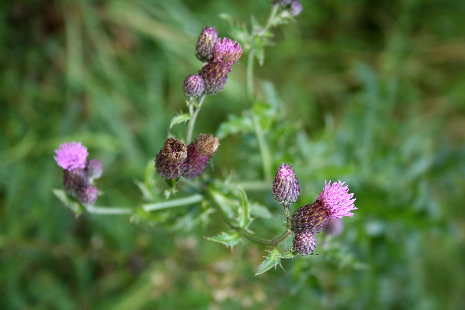 Canon EOS 400D (EOS Digital Rebel XTi / EOS Kiss Digital X) sample photo. Thistle, composites, creeping thistle photography
