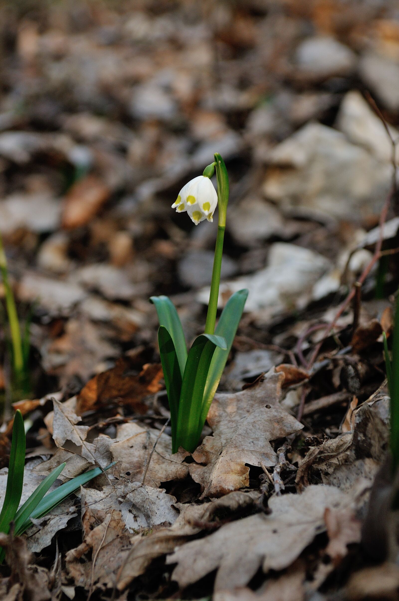 Nikon D300S sample photo. Nature, plant, leaf photography