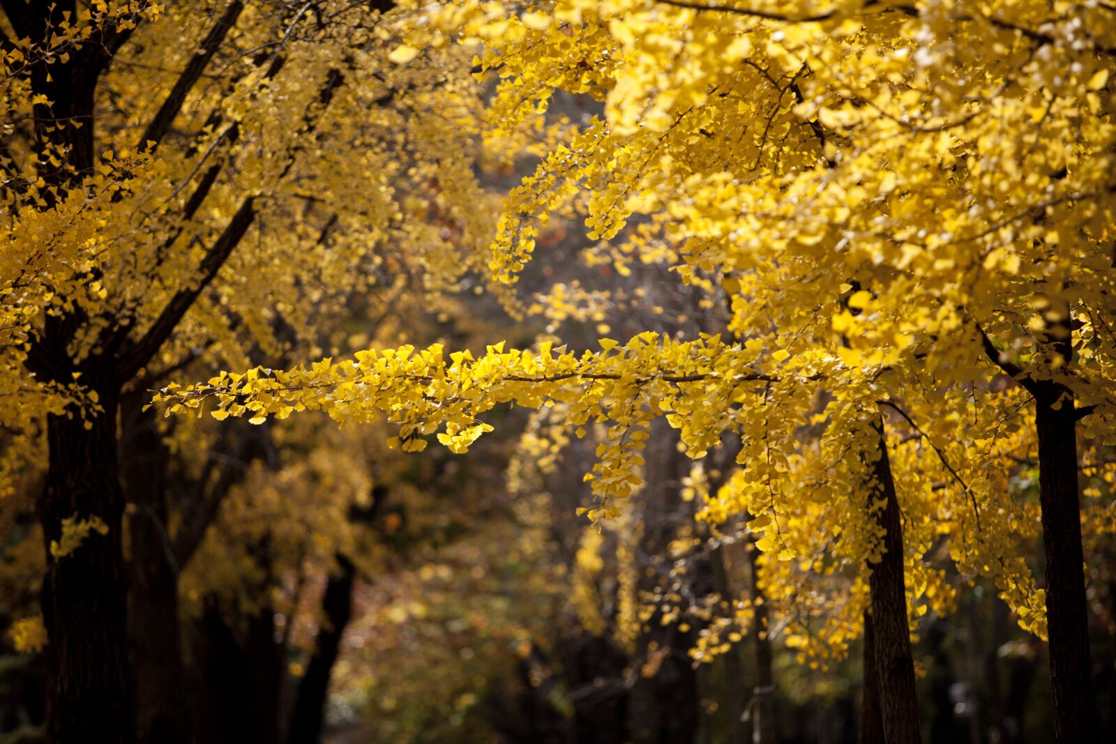 Canon EOS 5D sample photo. Ginkgo, autumn, leaves photography