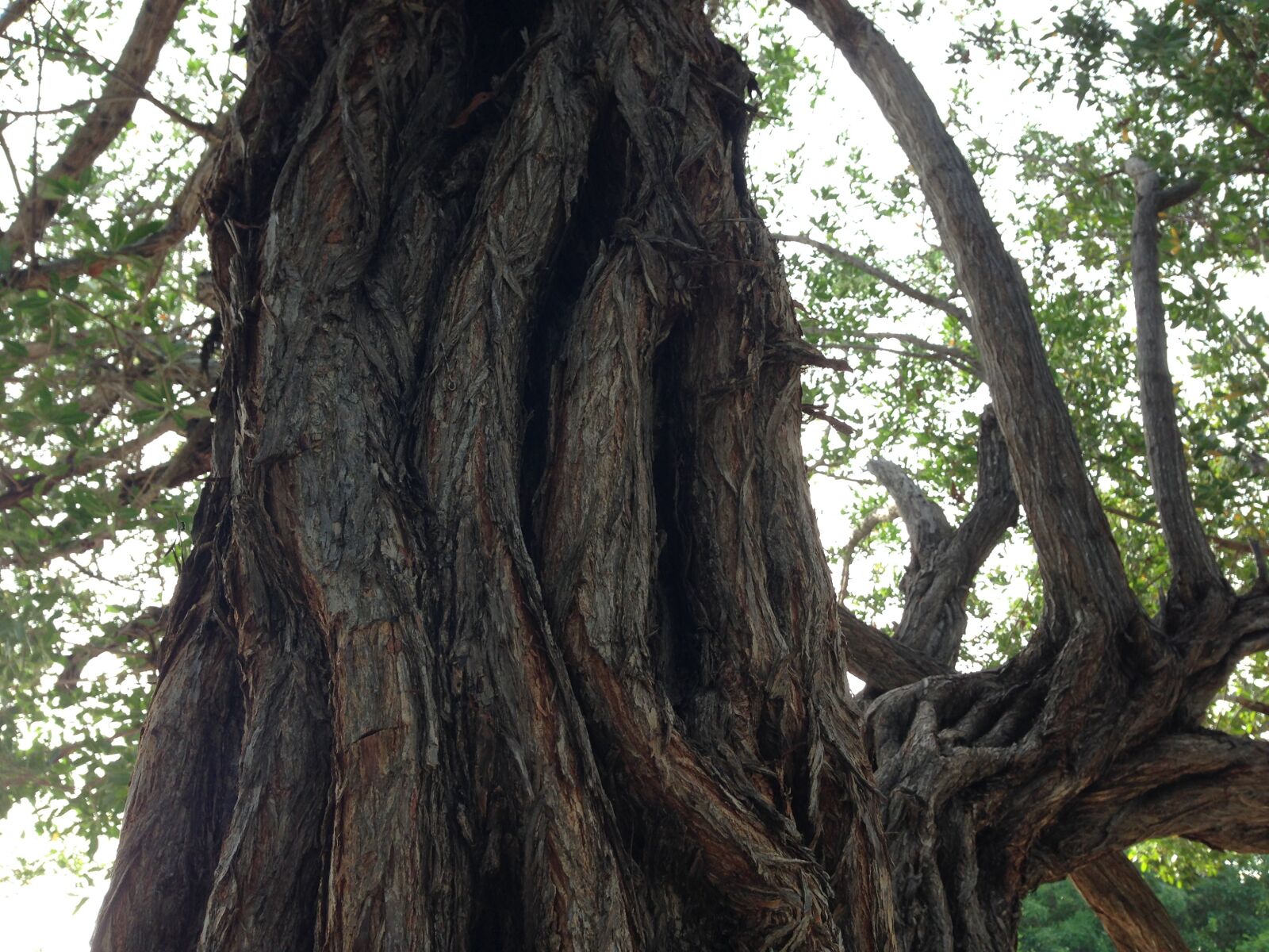 iPhone 5 back camera 4.12mm f/2.4 sample photo. Nature, tree, landscape photography