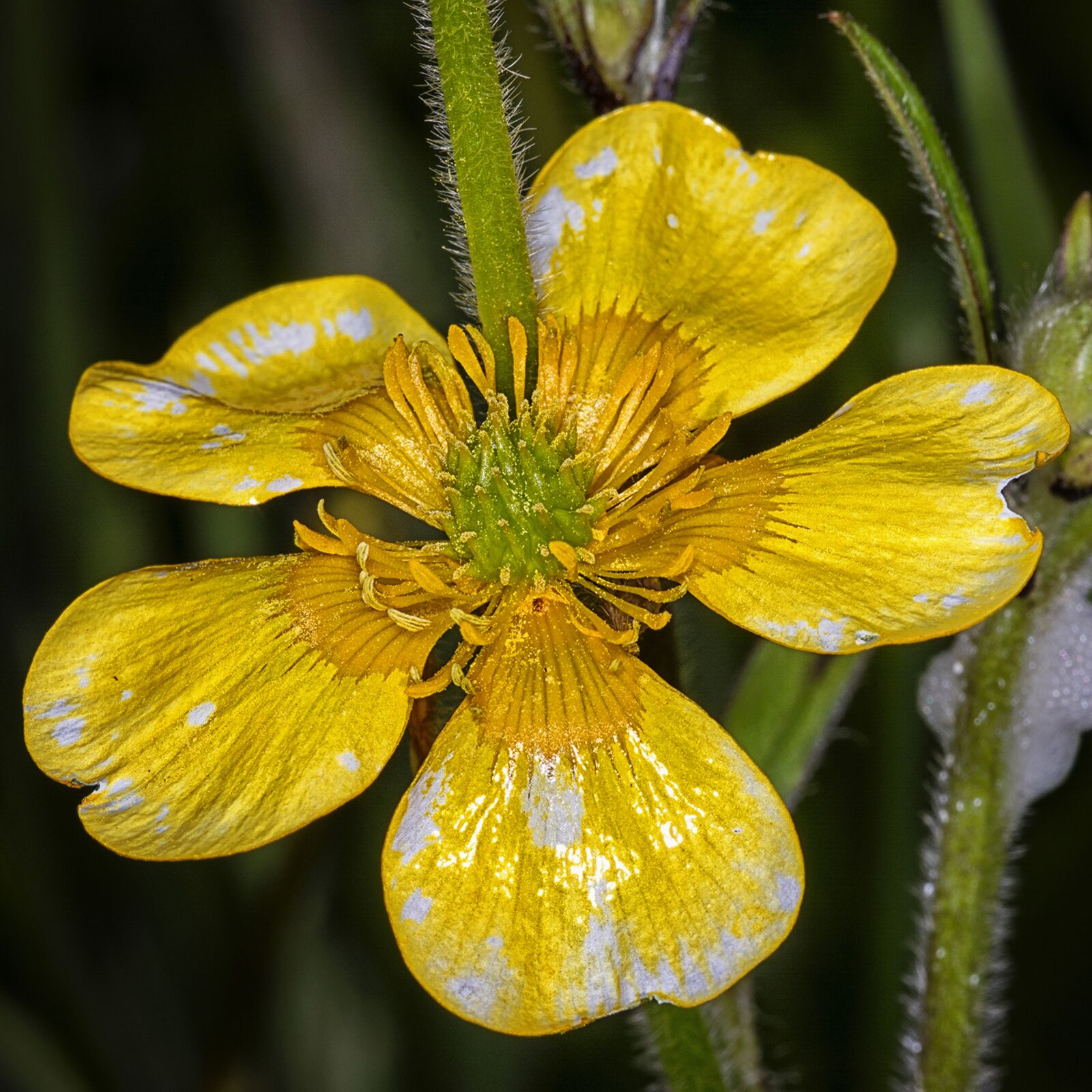 Nikon D5200 sample photo. Nature, flower, flora photography