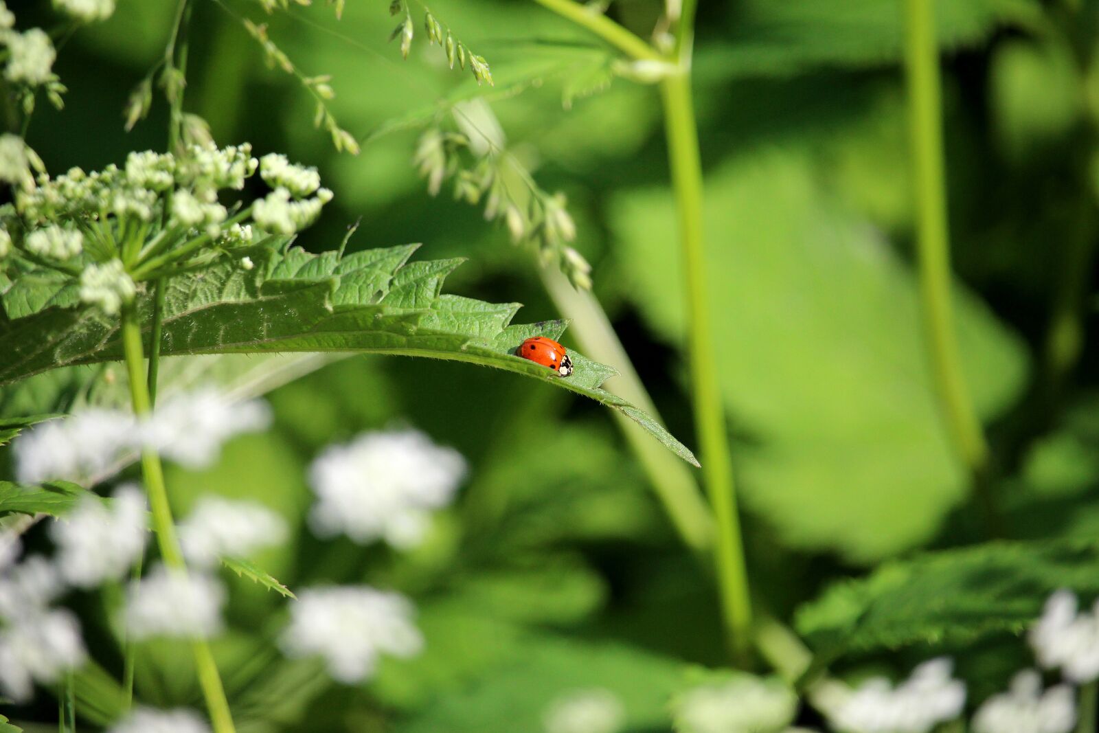 Canon EF-S 55-250mm F4-5.6 IS STM sample photo. Ladybug, leaf, insect photography