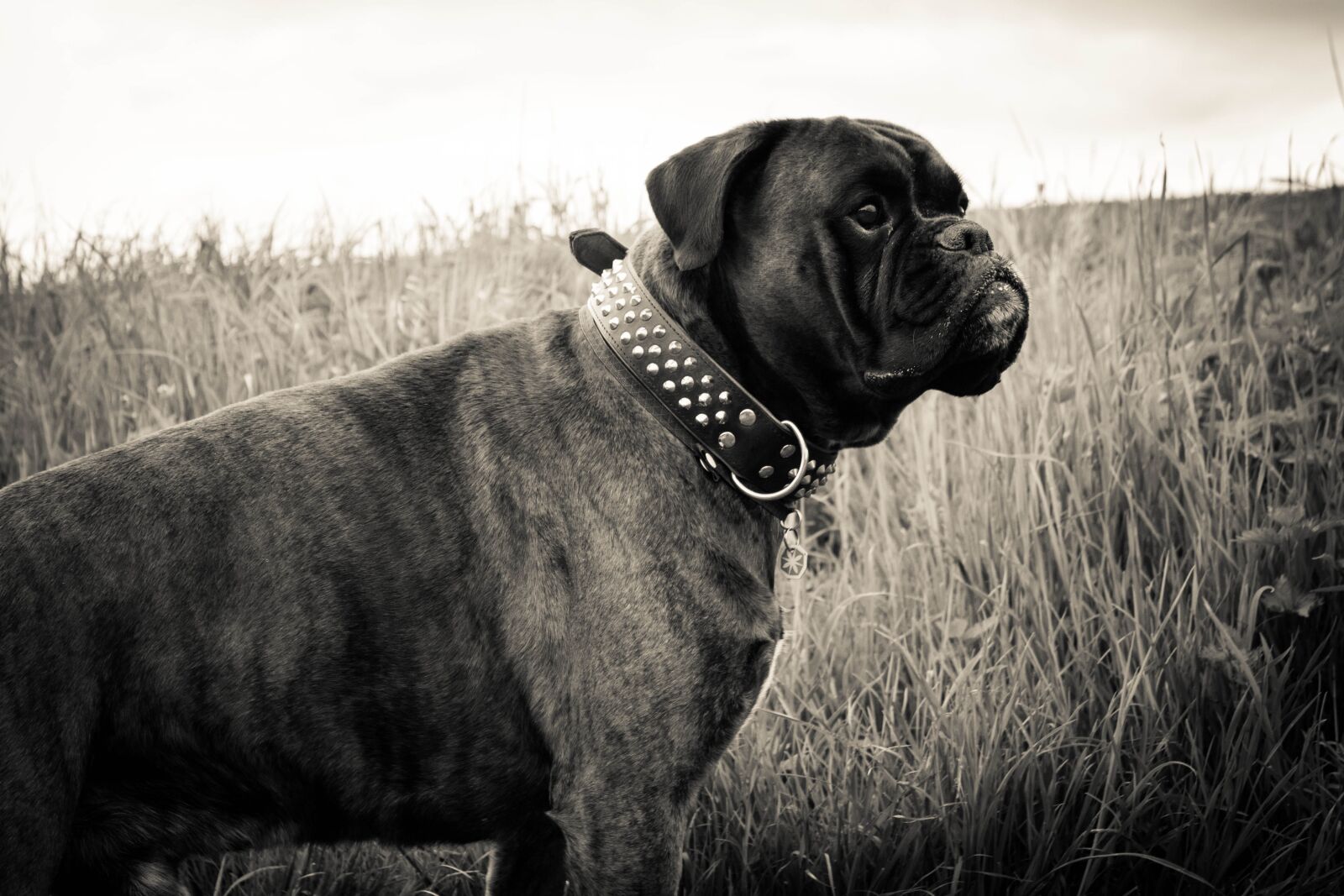 Canon EOS 500D (EOS Rebel T1i / EOS Kiss X3) sample photo. Dog, boxer, animal photography
