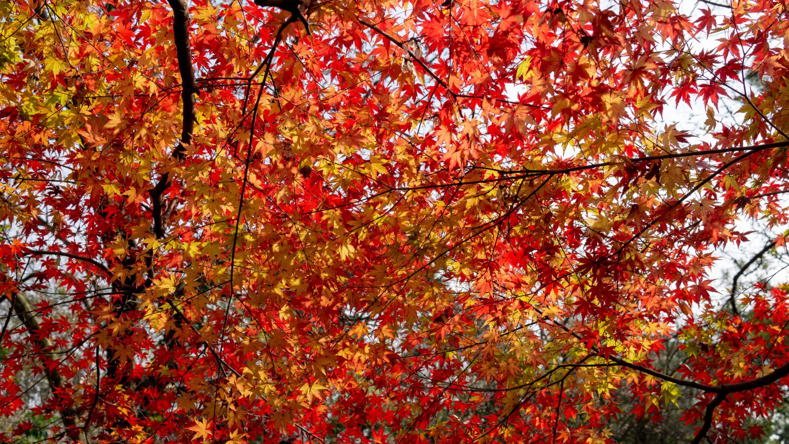 Sony a5100 sample photo. Red leaves, autumn, color photography