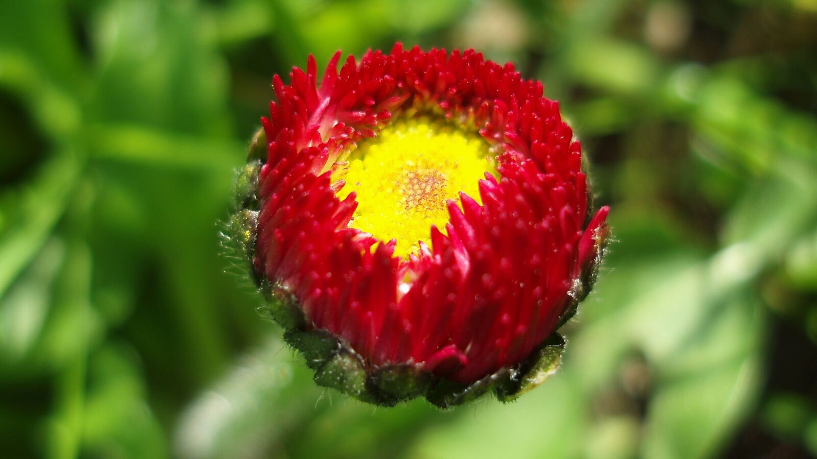 Olympus uD800,S800 sample photo. Daisy, flower, flowers photography