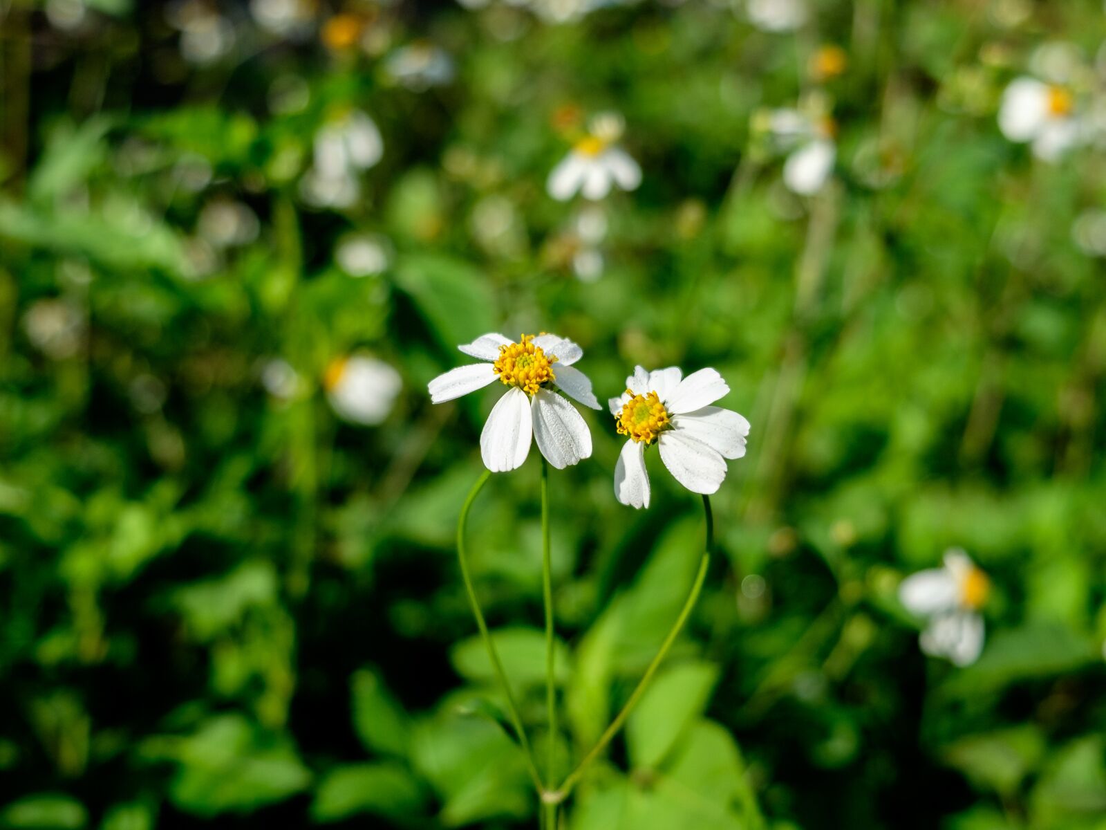 Fujifilm X-T10 sample photo. Flowers, hoaxuyenchi, green photography