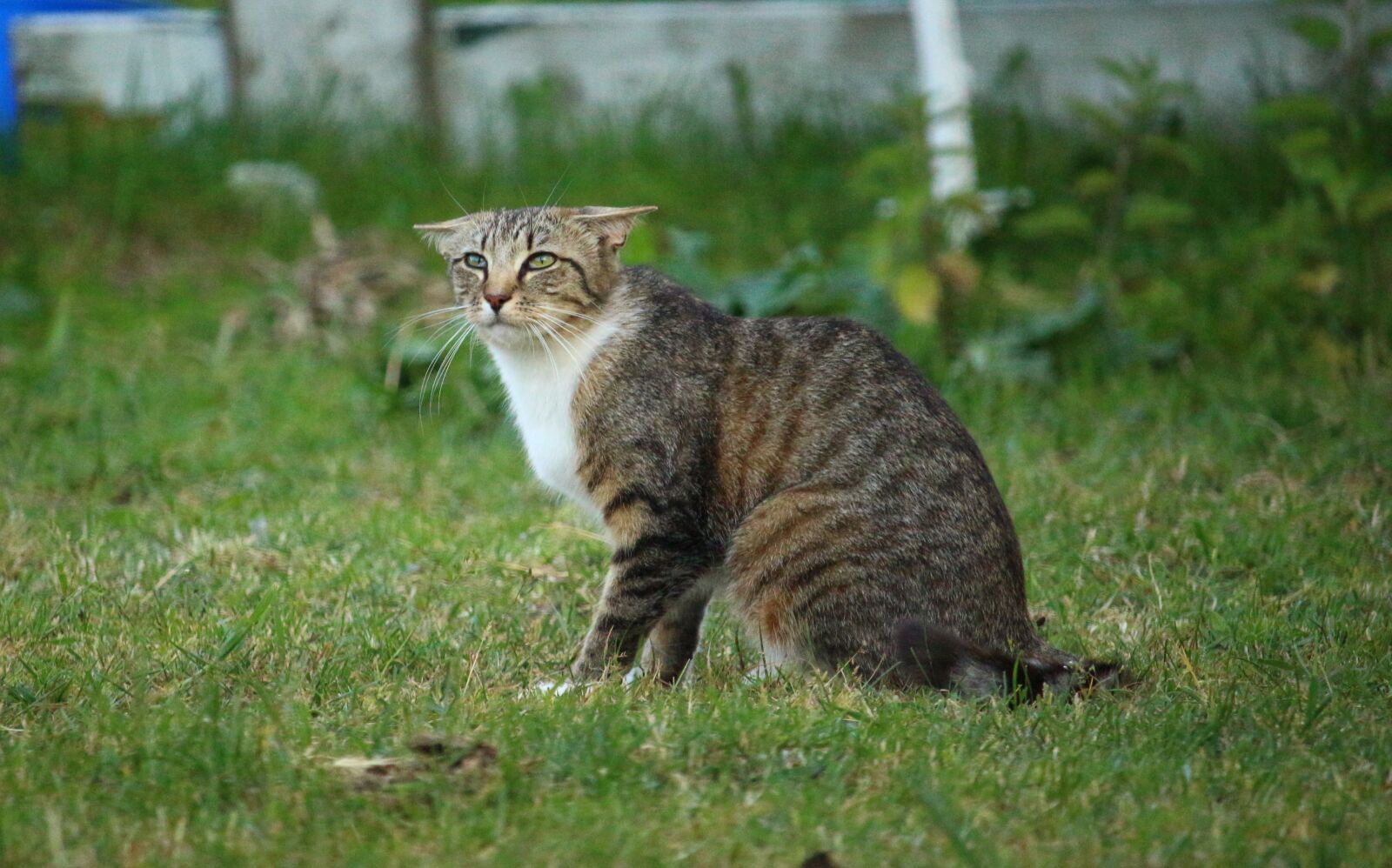 Canon EOS 100D (EOS Rebel SL1 / EOS Kiss X7) sample photo. Cat, mieze, kitten photography