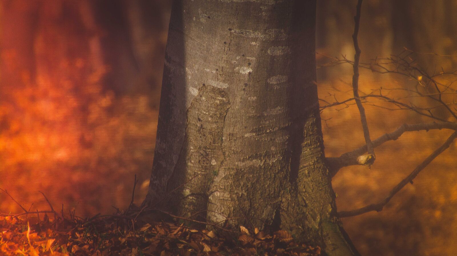 Nikon D7100 sample photo. Nature, wood, forrest photography
