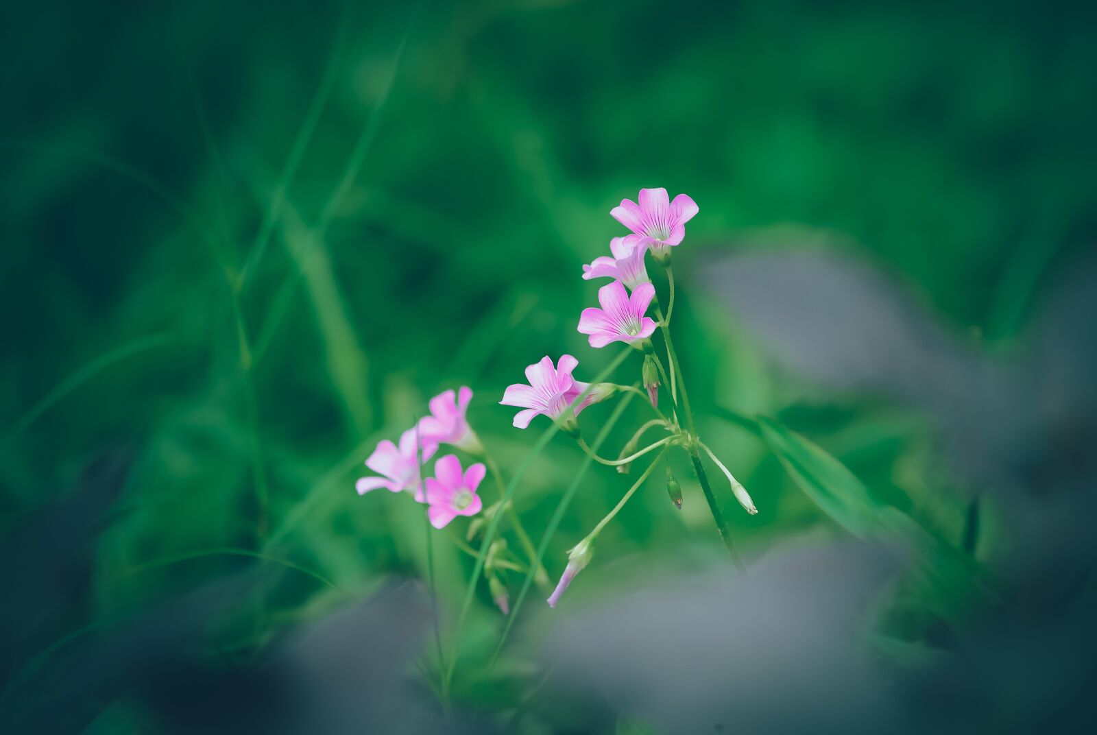 Nikon D700 sample photo. Flower, violet, blooming photography