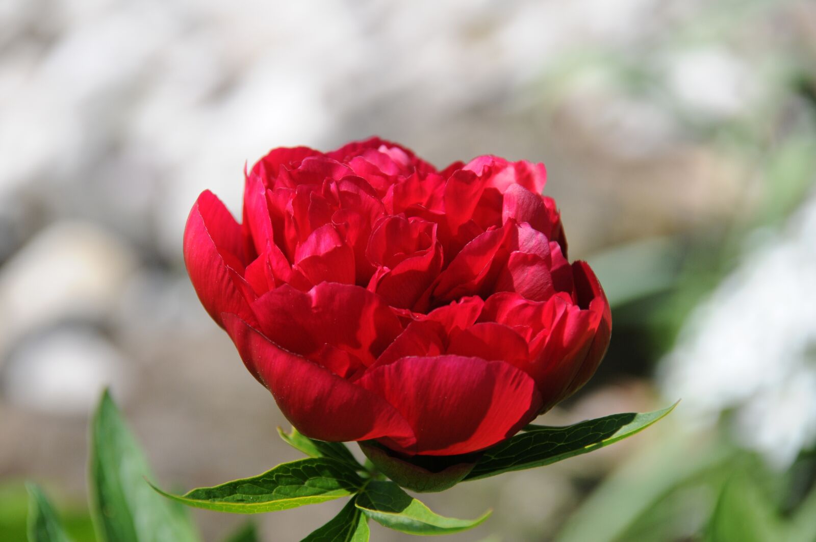 Nikon D300 sample photo. Peony, red, flower photography