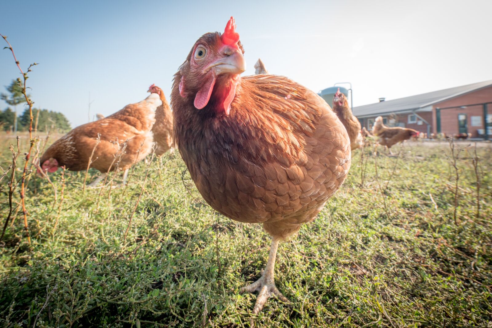 Nikon D750 sample photo. Laying hens, hen, poultry photography