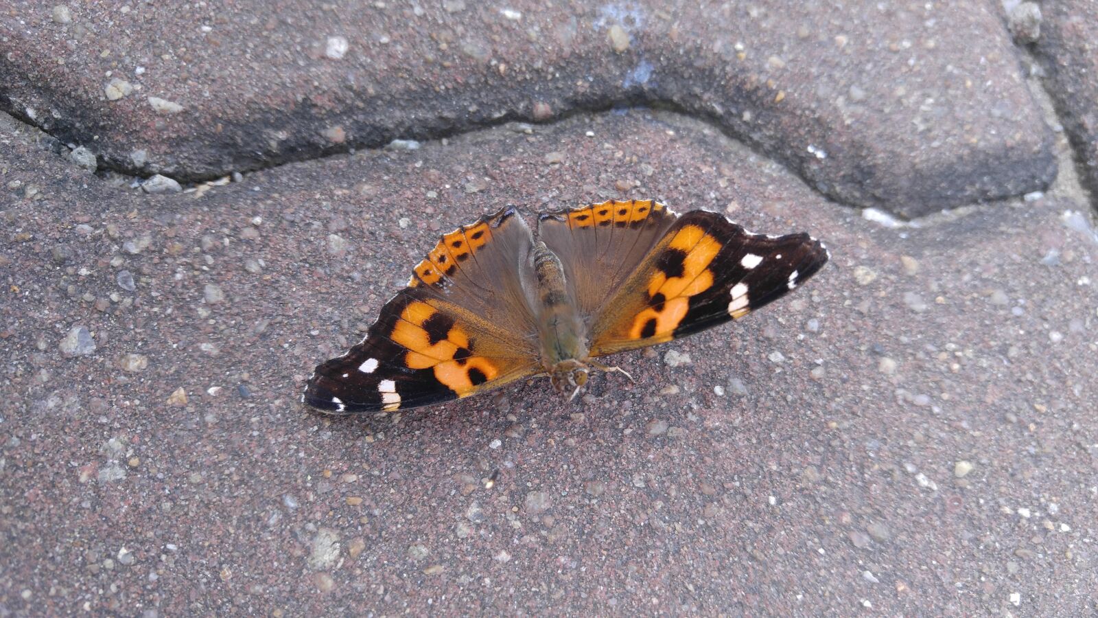 LG V10 sample photo. Butterfly, see also block photography