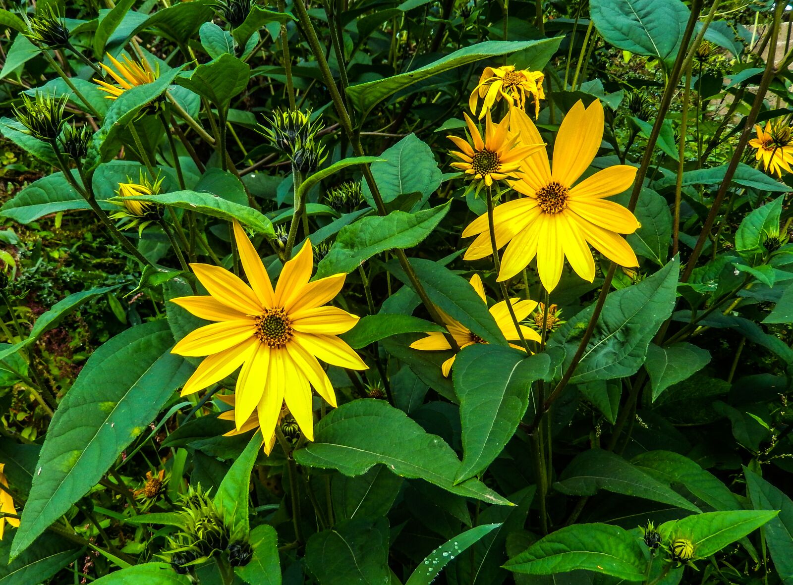 Nikon Coolpix S9500 sample photo. Rudbeckia, asteraceae, composites photography