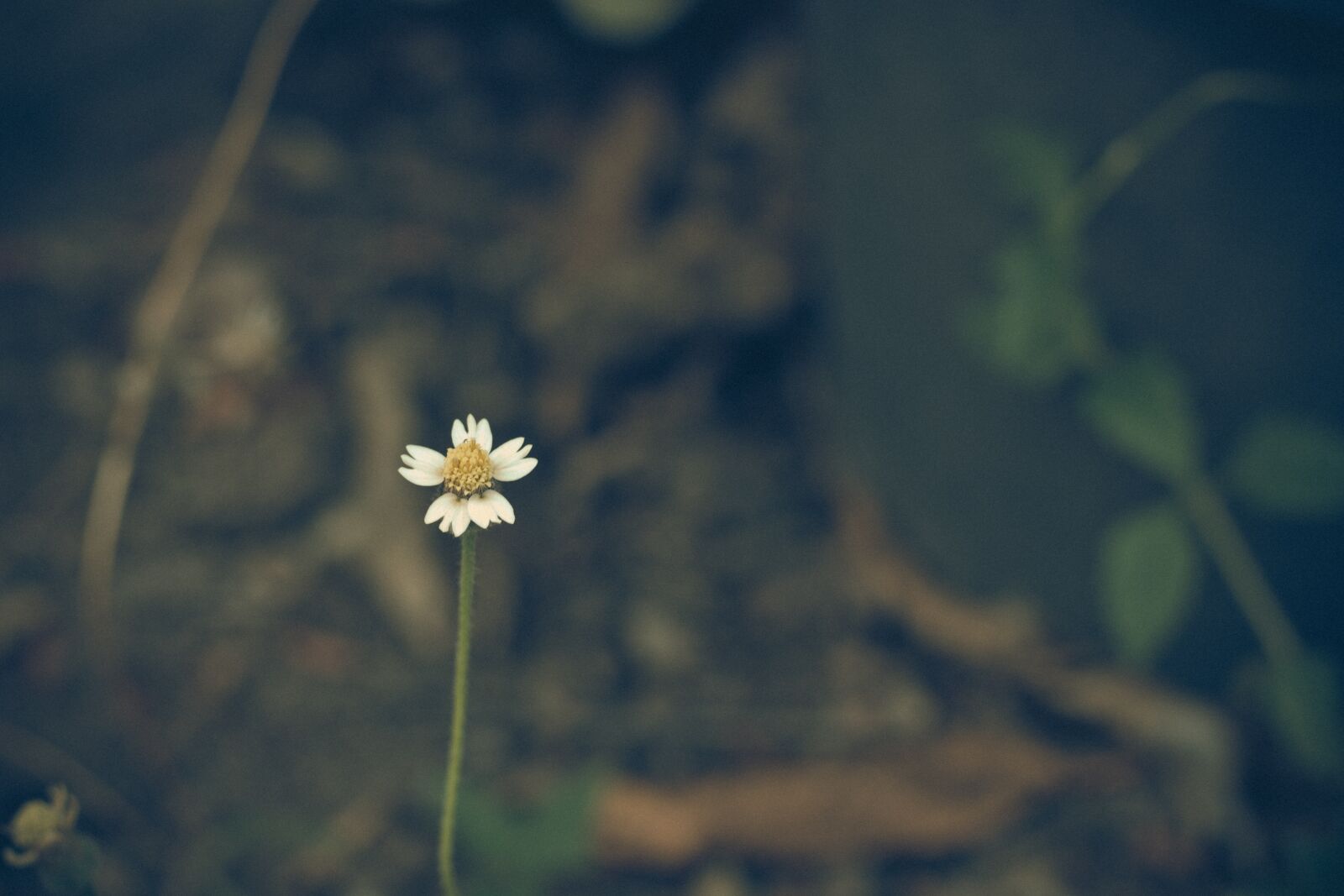 Canon EOS 700D (EOS Rebel T5i / EOS Kiss X7i) + Canon EF 50mm F1.8 STM sample photo. Thailand, flower, flowers photography