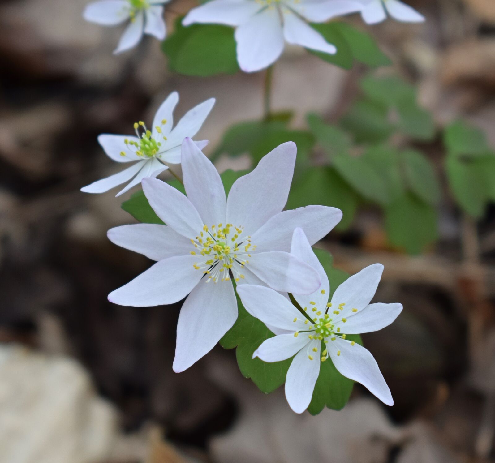 Nikon D3300 sample photo. Pink rue anemone, wildflower photography