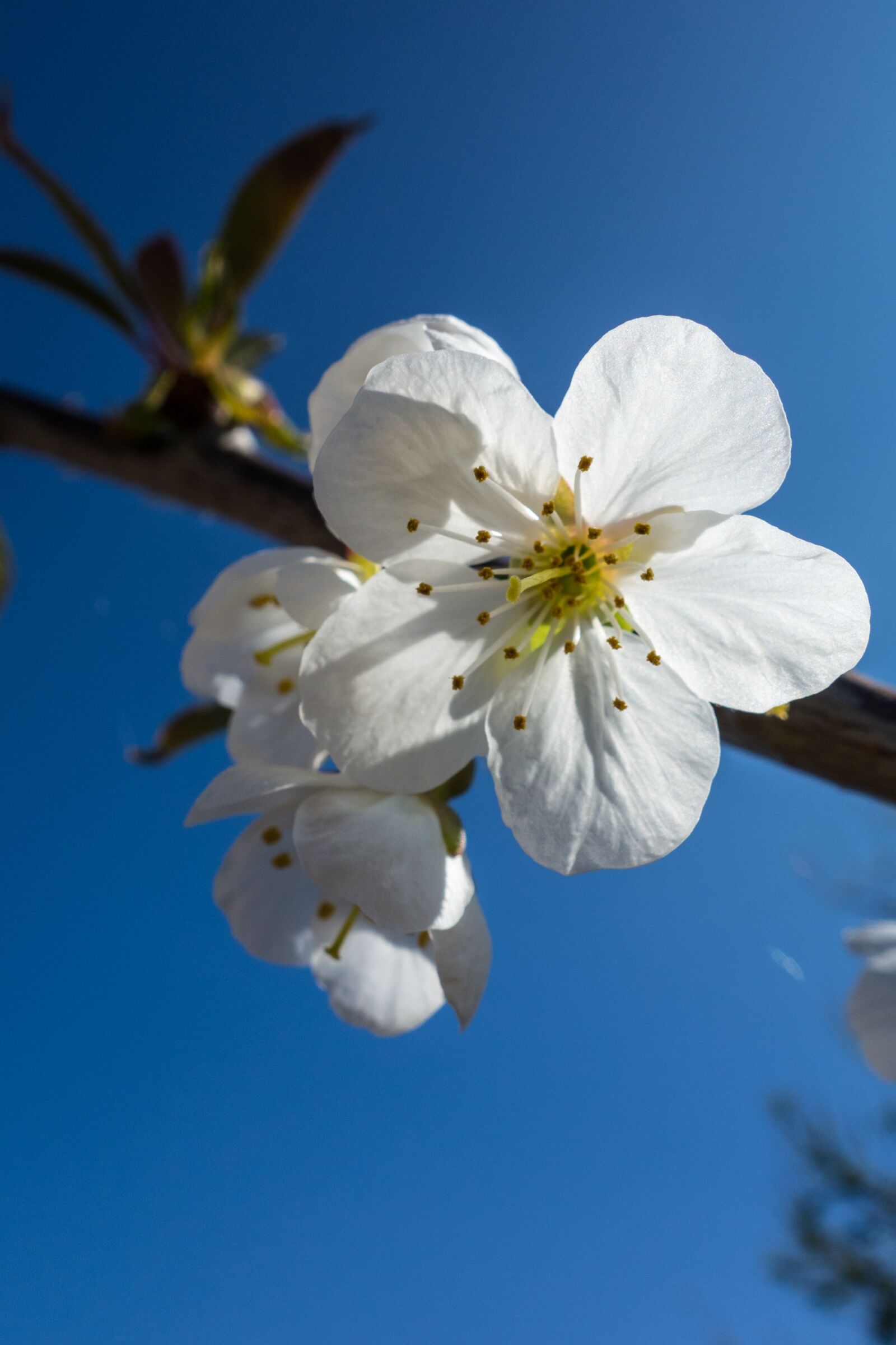 Sony Cyber-shot DSC-RX100 sample photo. Cherry blossom, flower, blossom photography