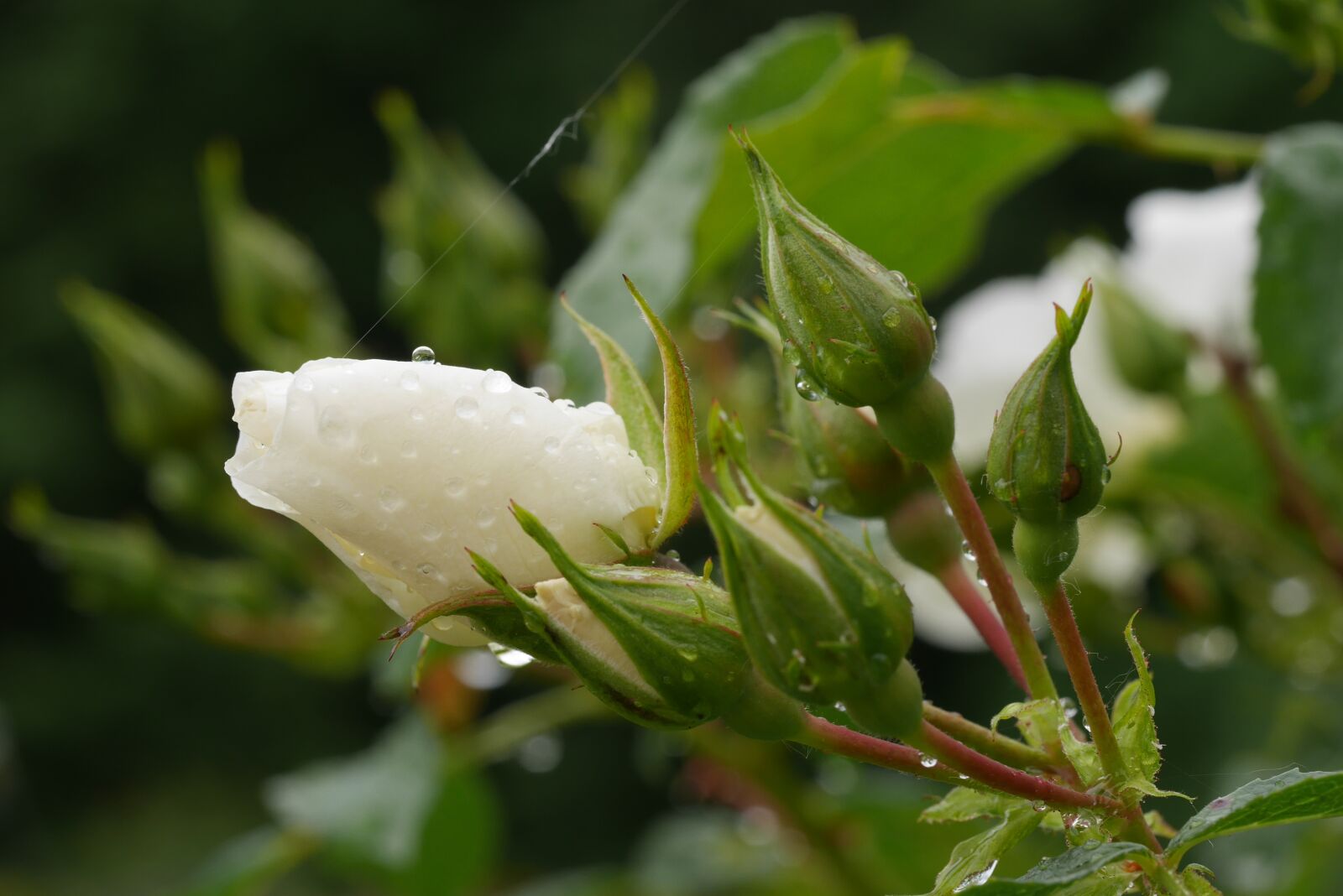 Panasonic Lumix DMC-GX7 sample photo. Rose, white rose, green photography