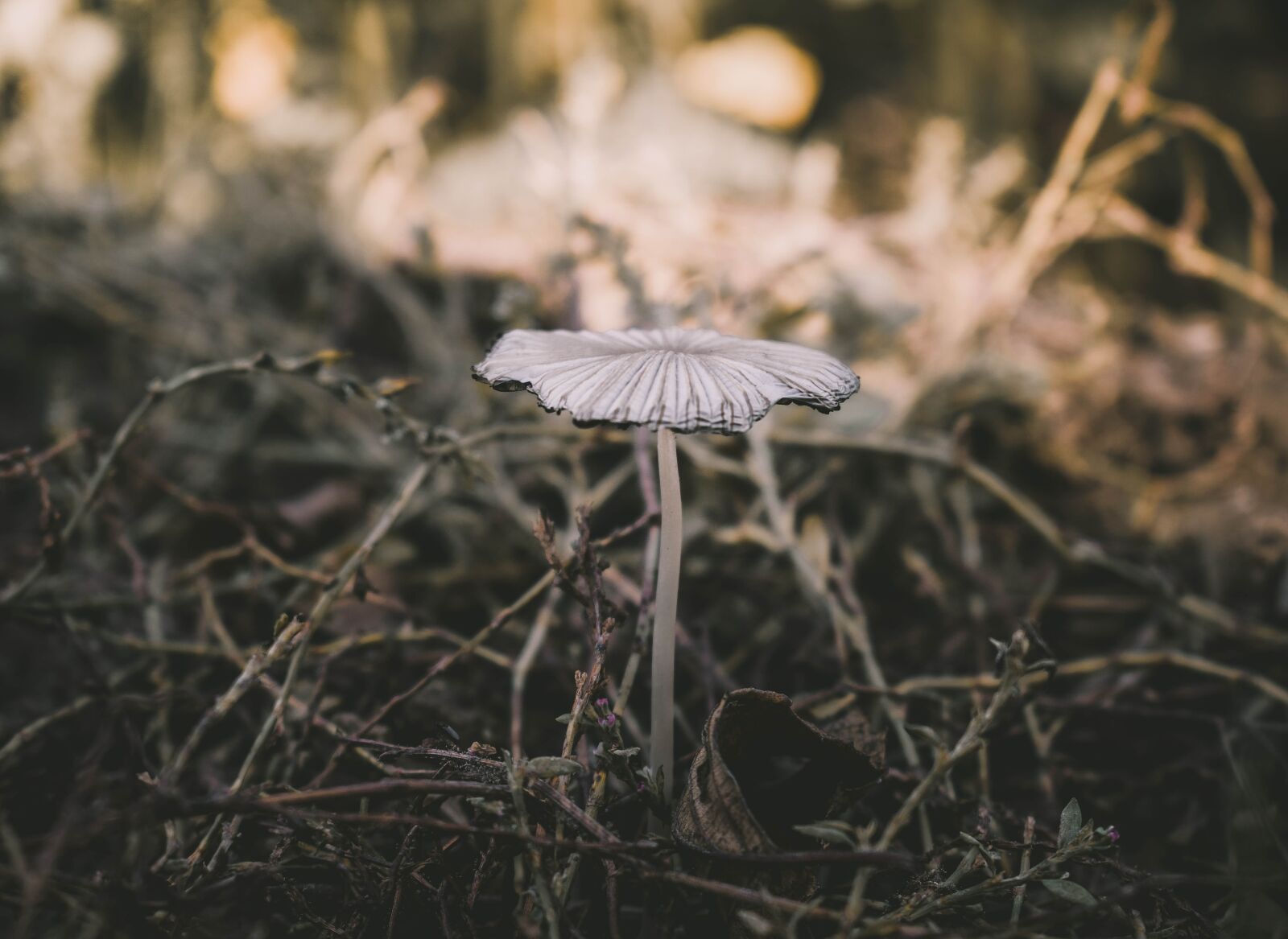 Nikon D5300 sample photo. Mushroom, forest, autumn photography