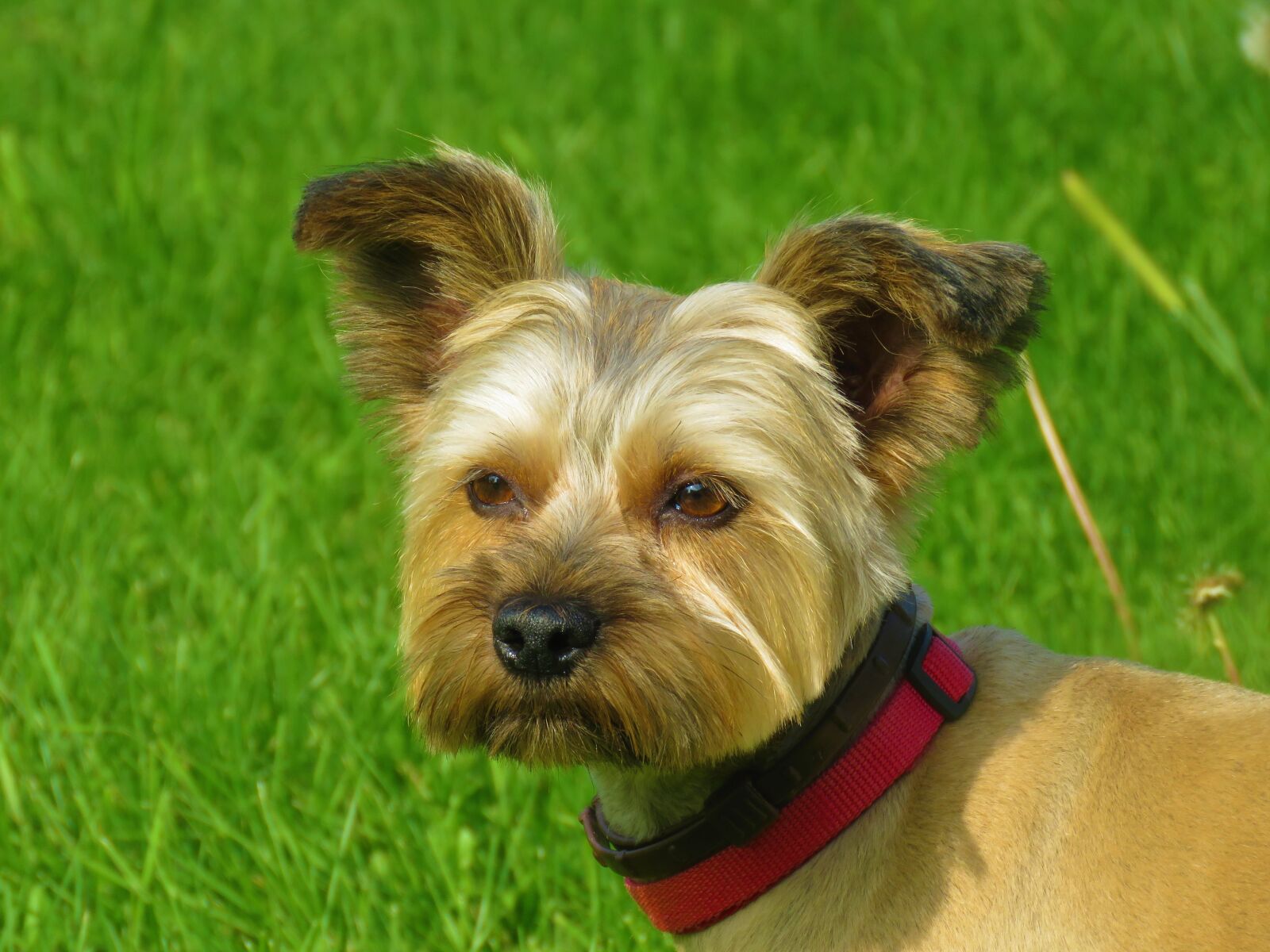 Canon PowerShot SX60 HS sample photo. Dog, park, pet photography