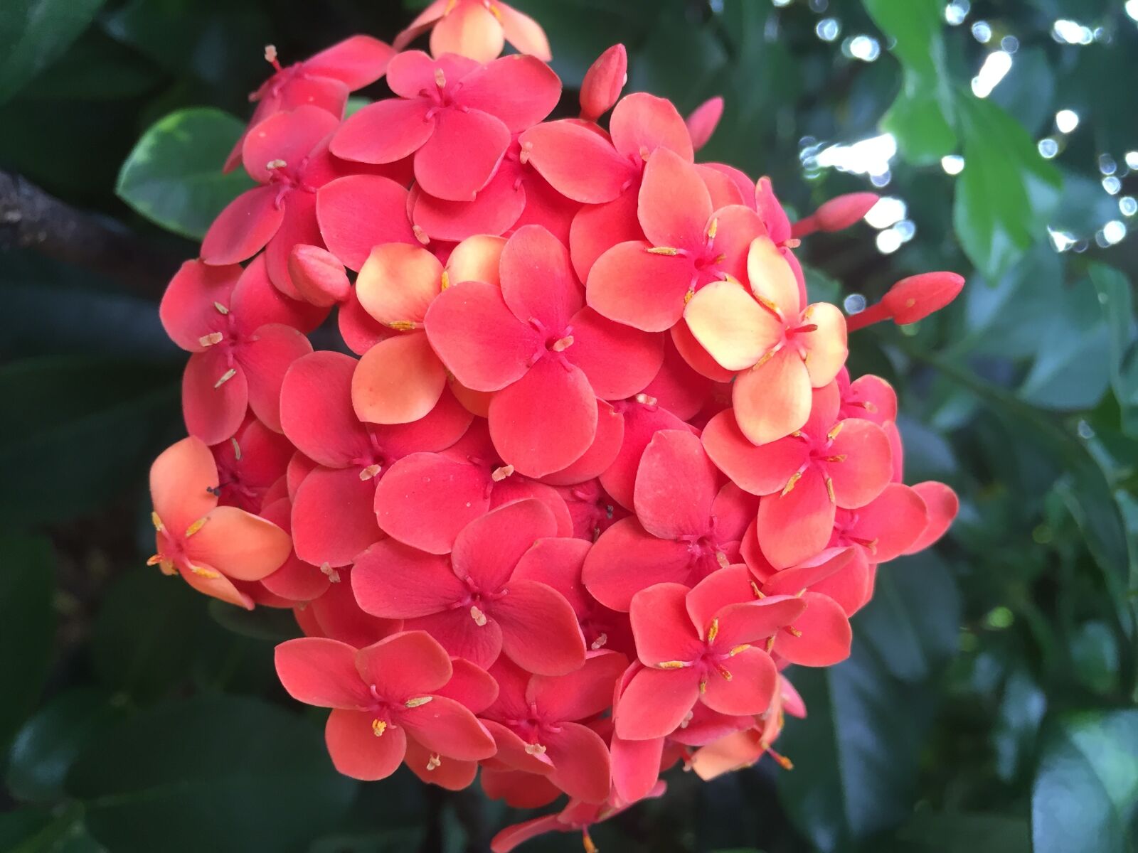 Apple iPhone 6 sample photo. Flowers, pentas, garden photography