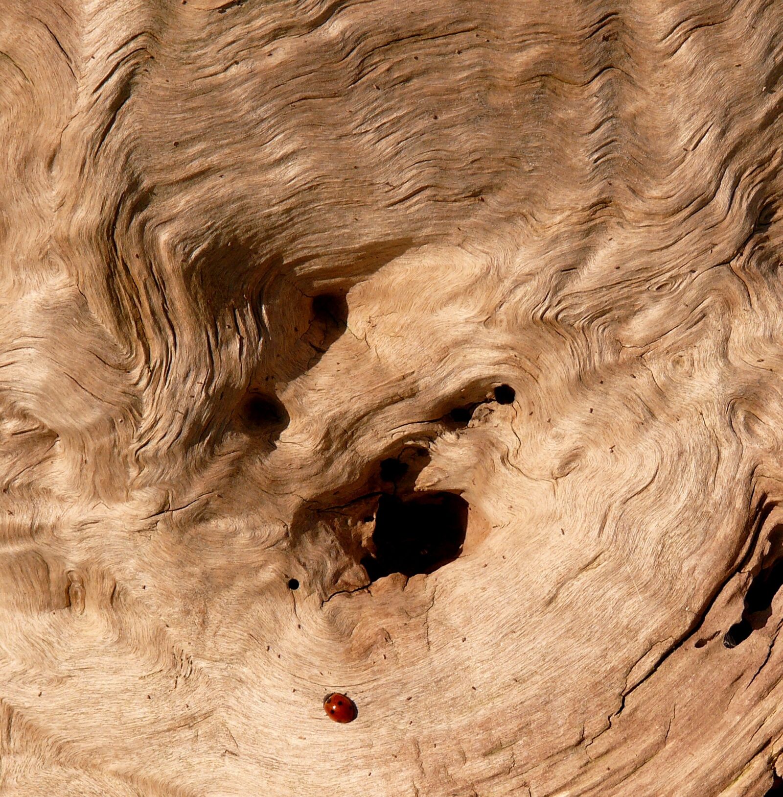 Panasonic DMC-FZ50 sample photo. Wood, nature, tree photography