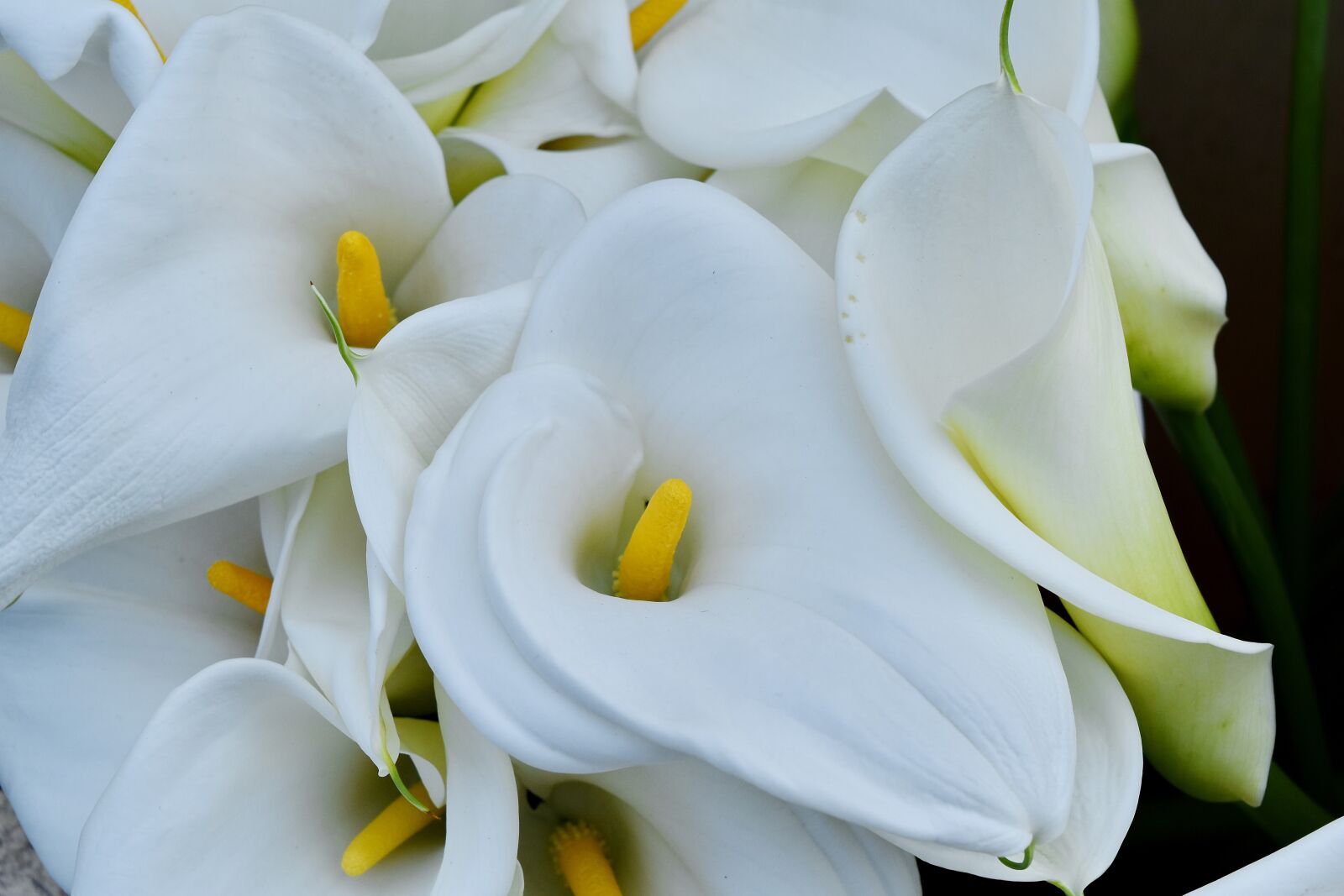Nikon D5500 sample photo. Detail, lily, tropical, white photography