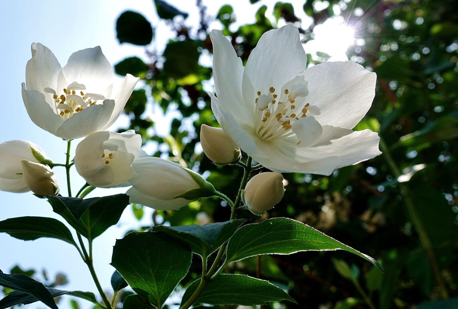 Sony DSC-RX100M5 sample photo. Flower, white, jasmin photography