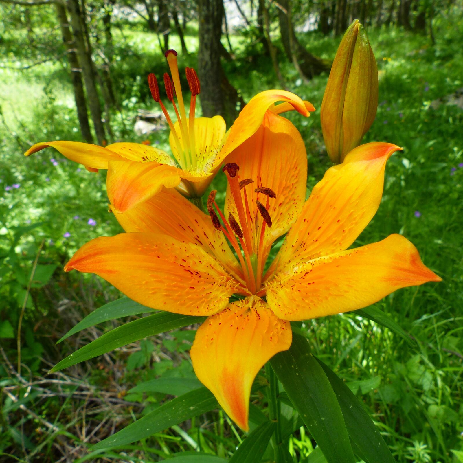 Panasonic Lumix DMC-FZ200 sample photo. Flowers, nature, macro photography