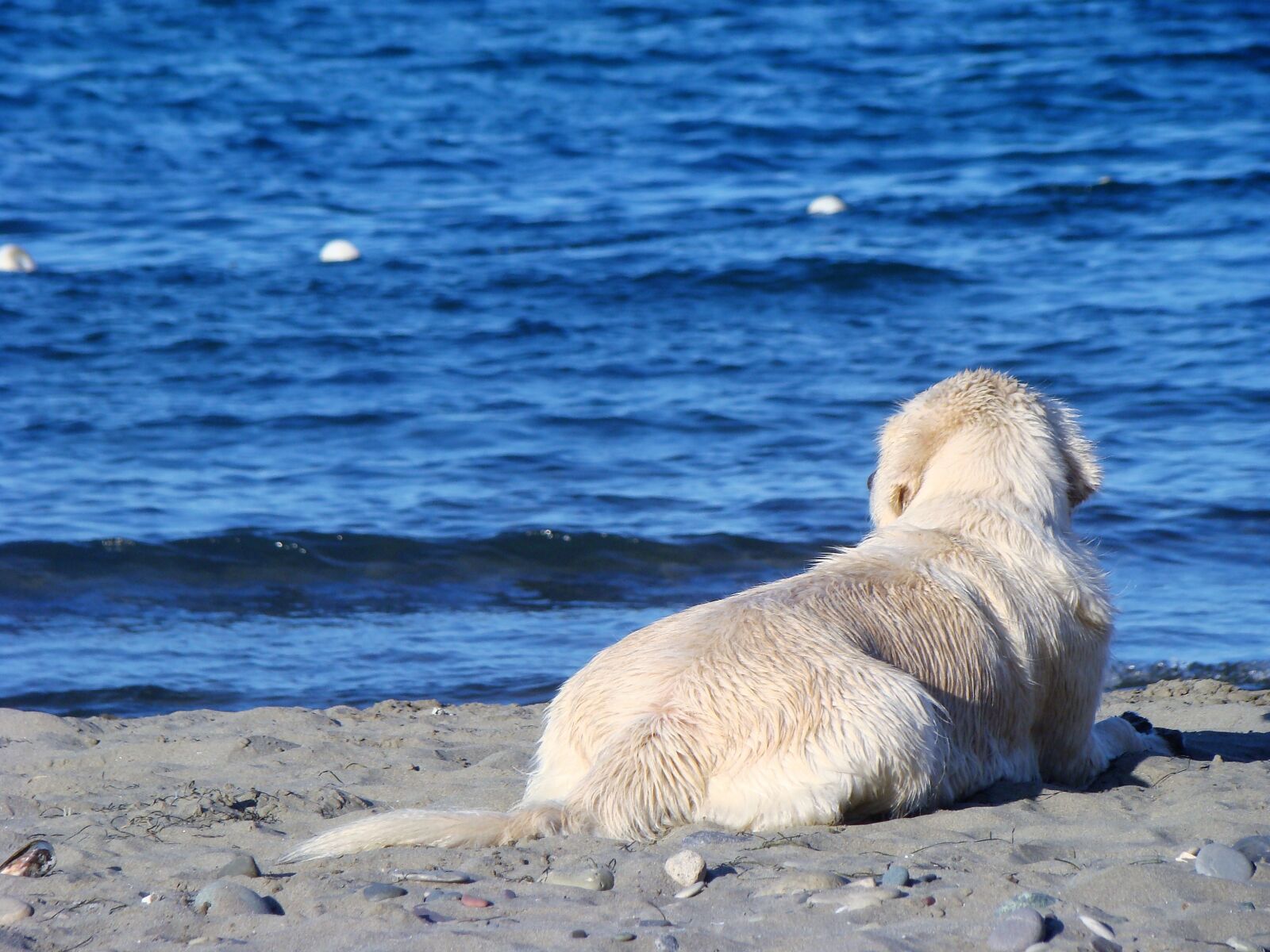 Sony DSC-H9 sample photo. Dog, marine, dogs photography