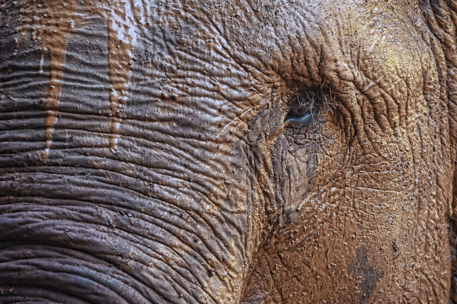 Nikon D7200 sample photo. Elephant, thailand, animals photography