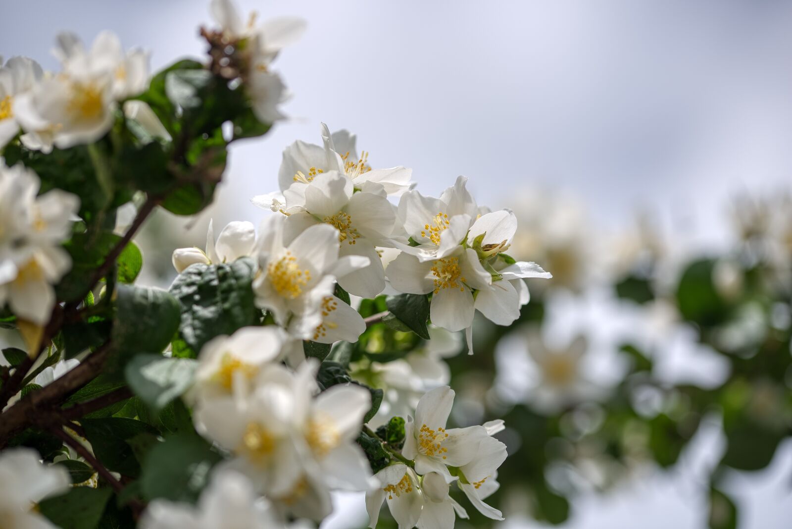 Nikon D750 sample photo. Philadelphus coronary, whistle shrub photography