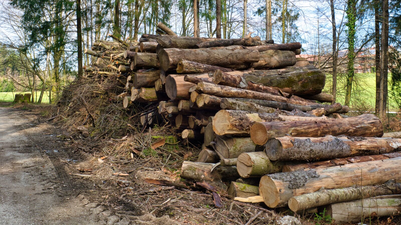 Nikon D7100 sample photo. Wood, strains, stock photography