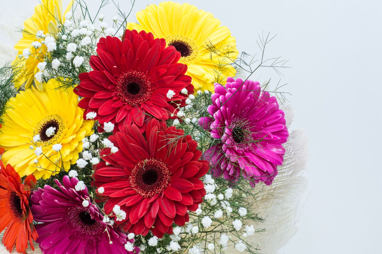 Nikon D7200 sample photo. Flowers, gerbera, floral photography