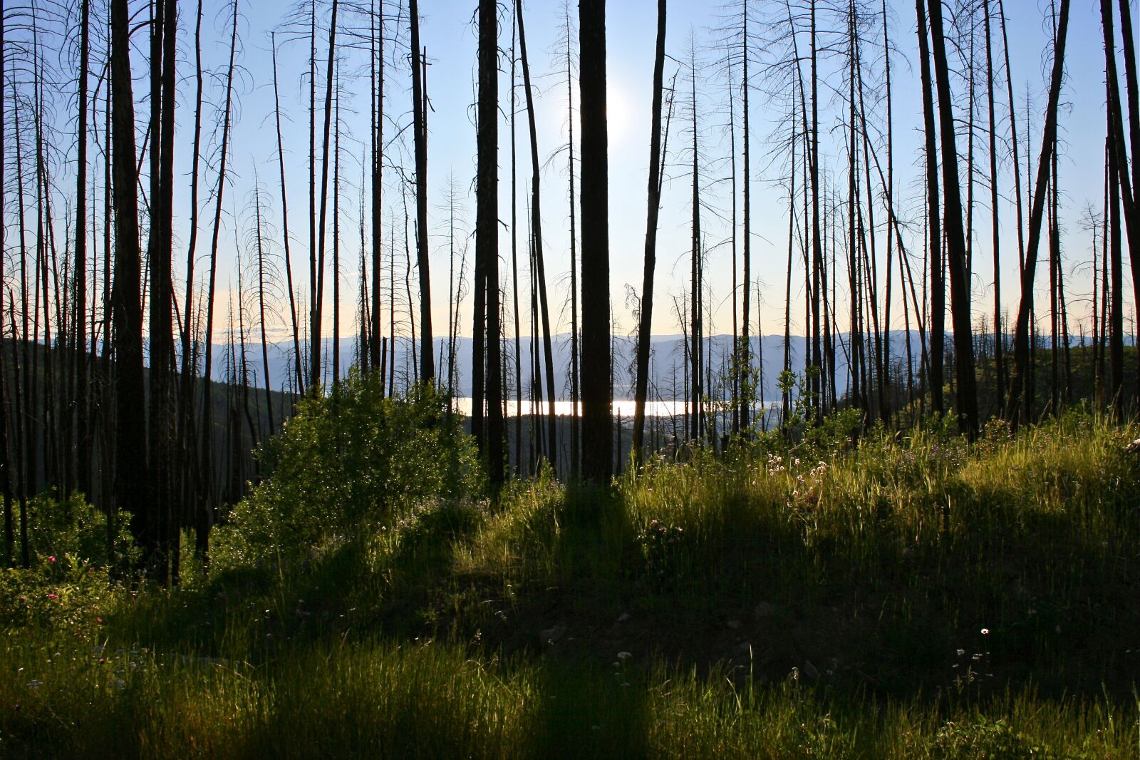 Nikon D3200 sample photo. Trees, sun, landscape photography