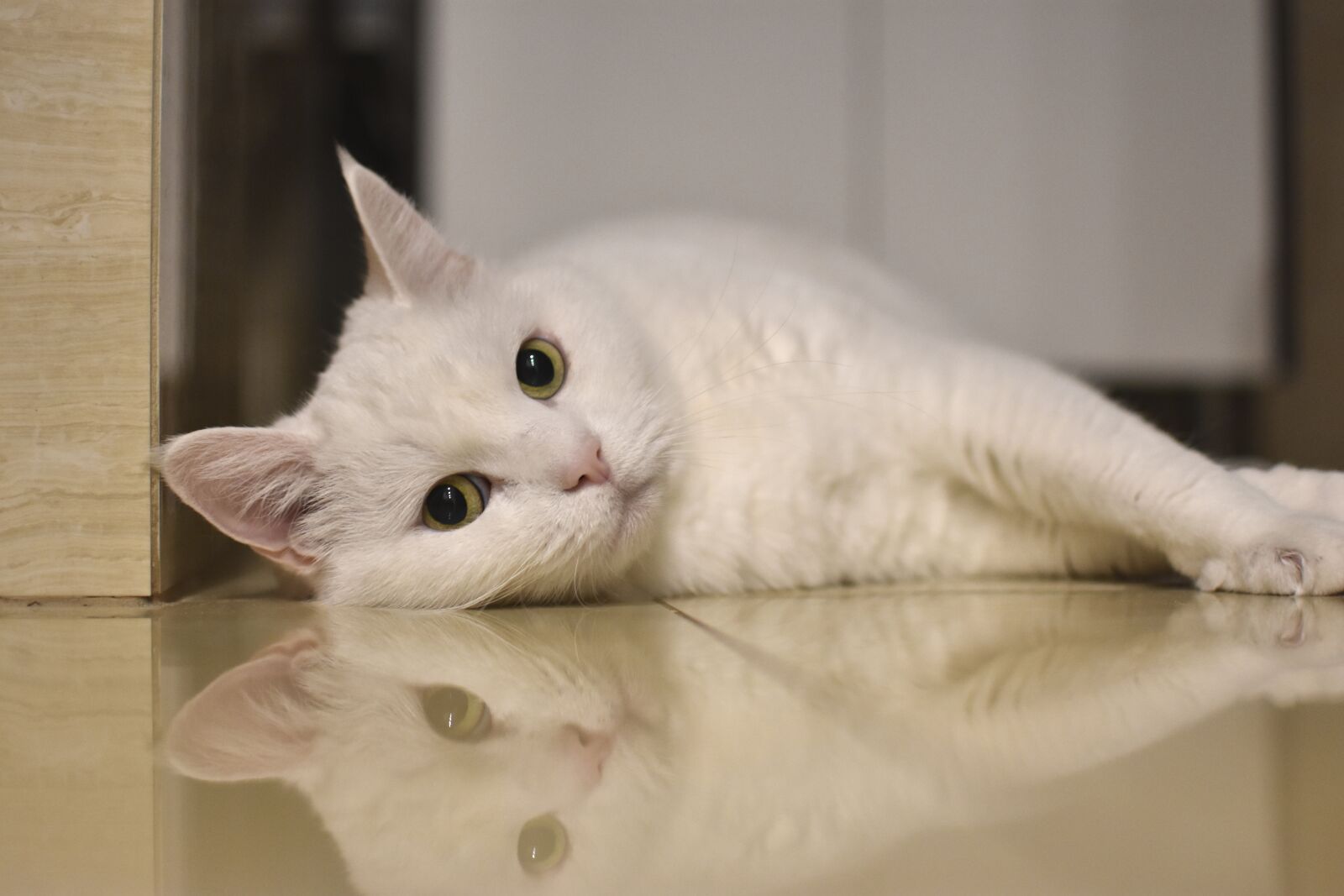 Nikon D3400 sample photo. Cat, white, pet photography