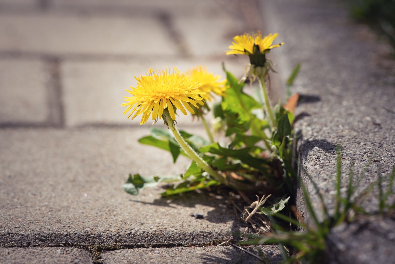 Nikon D750 sample photo. Dandelion, road, away photography