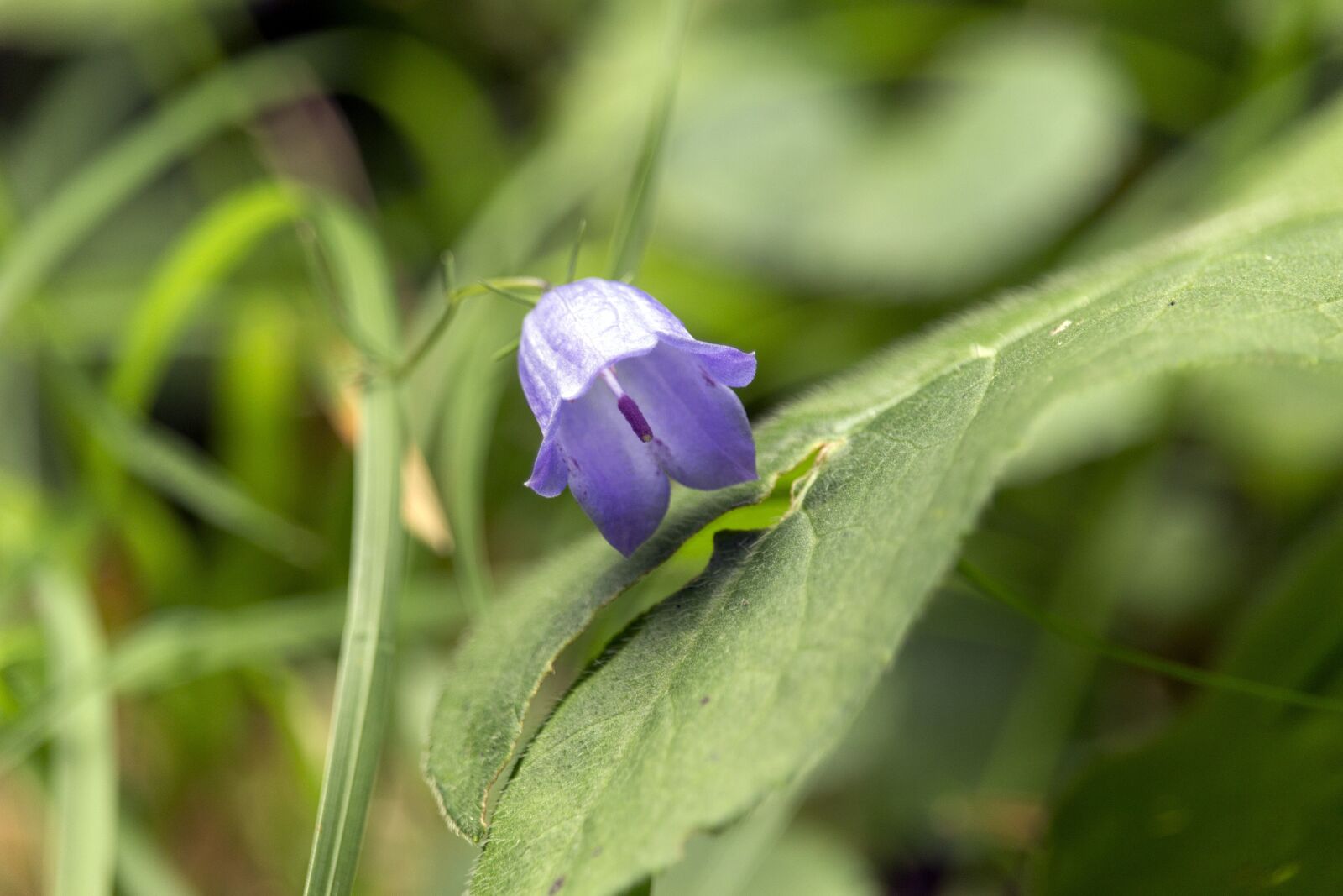 Canon EF-S 55-250mm F4-5.6 IS STM sample photo. Flower, green, forest photography