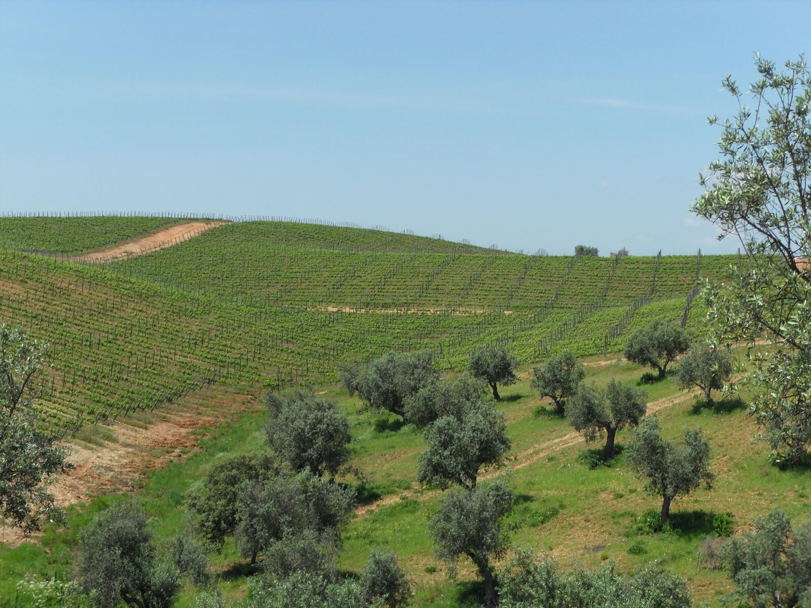 Samsung PL60 / VLUU PL60 /  SL420 sample photo. Vineyard, wine, oil photography
