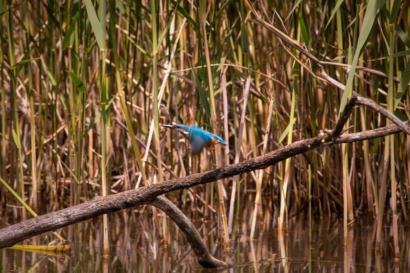 Canon EOS 70D sample photo. Kingfisher, flying, flies photography