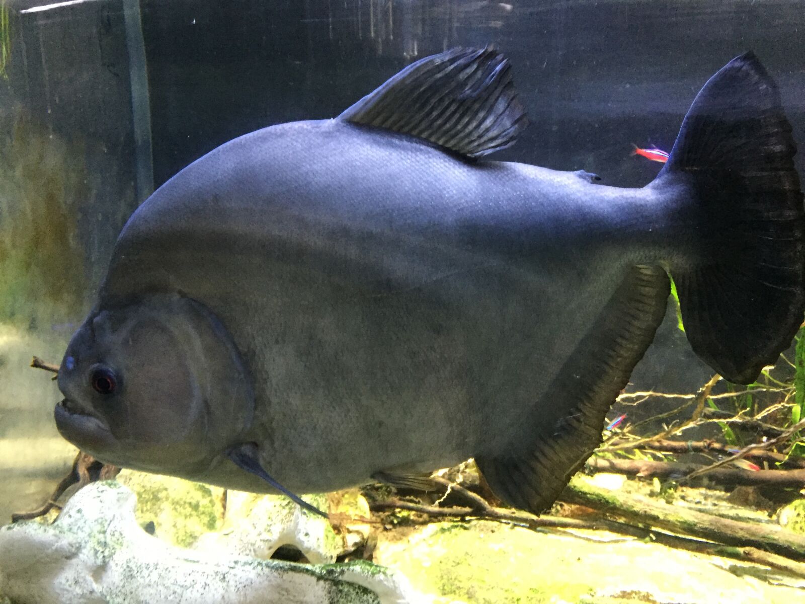 iPhone 6 back camera 4.15mm f/2.2 sample photo. Fish, aquarium, sea photography
