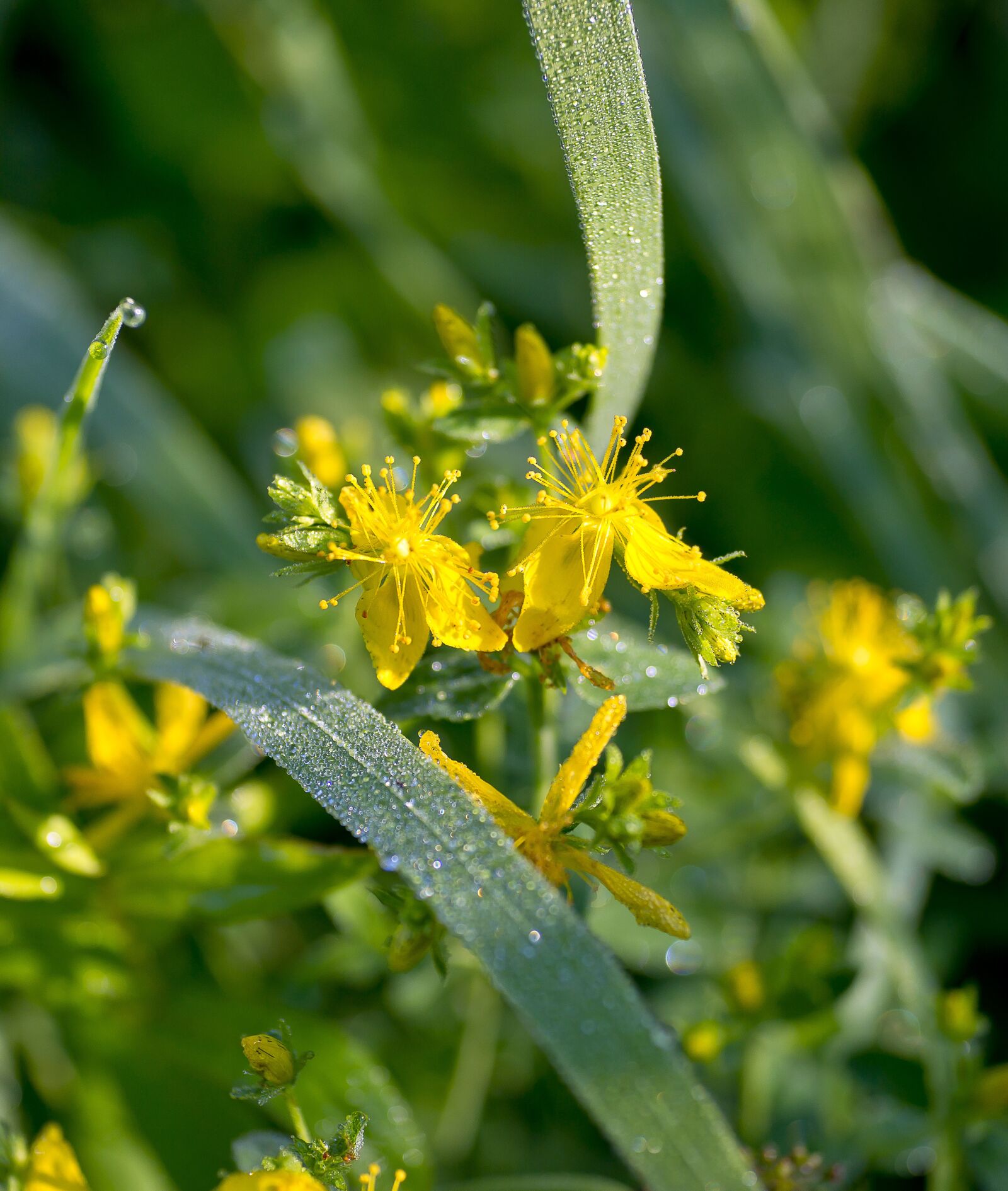 Sony Alpha DSLR-A850 sample photo. Nature, tutsan, grass photography