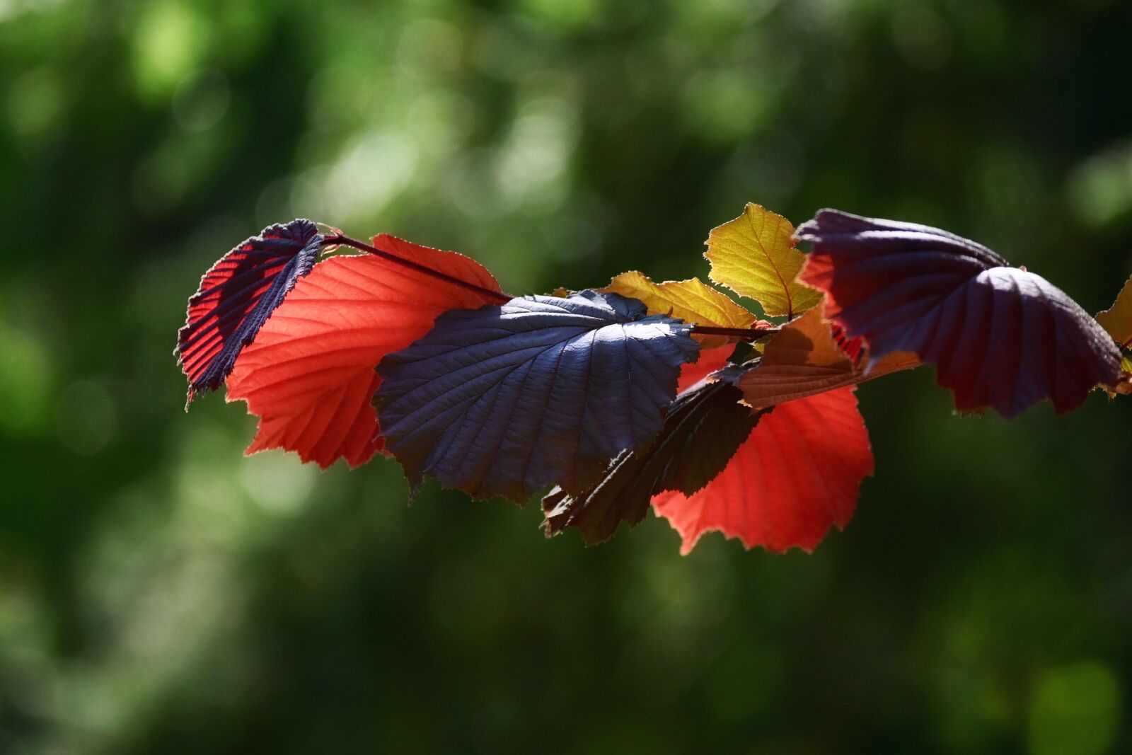 Nikon Z6 sample photo. Leaves, red, branch photography