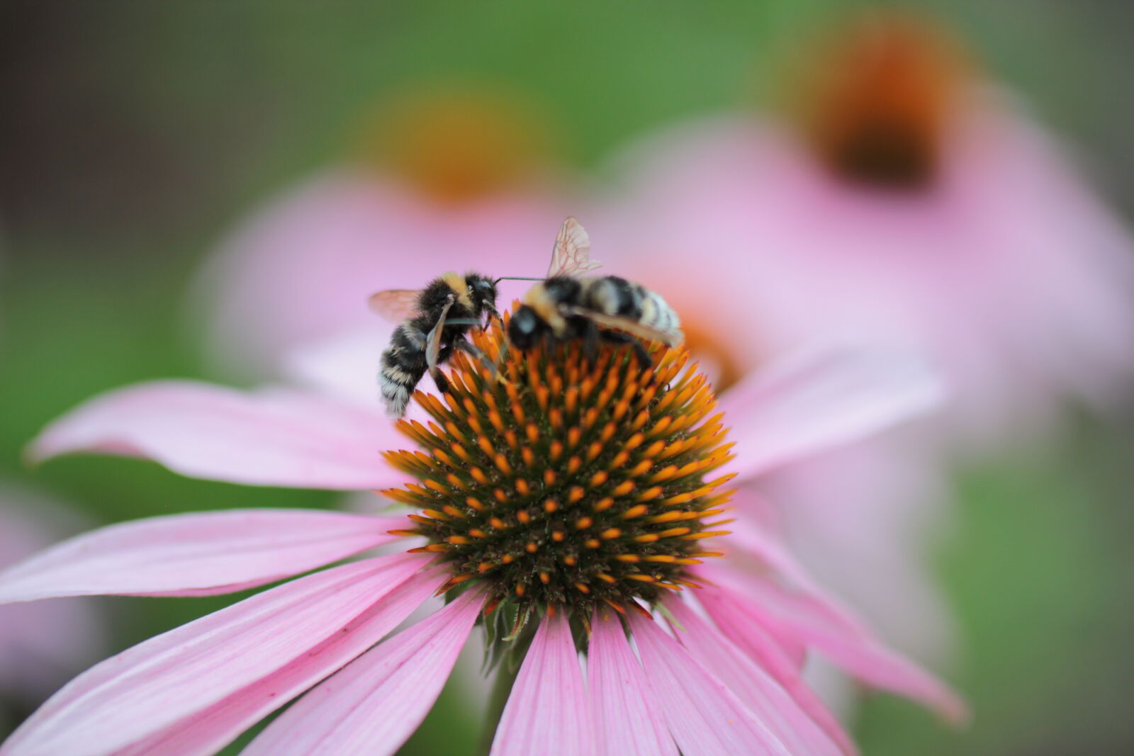 Canon EOS 550D (EOS Rebel T2i / EOS Kiss X4) sample photo. Bees, echinacea, flower, flower photography