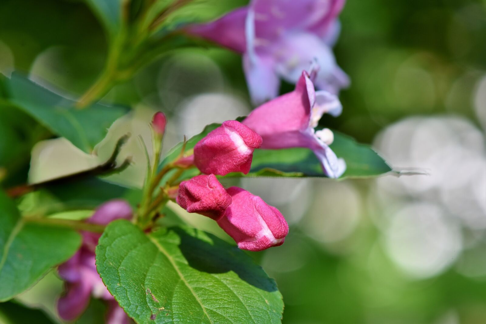 Nikon D7200 sample photo. Jasmin, jasmine flower, mock photography